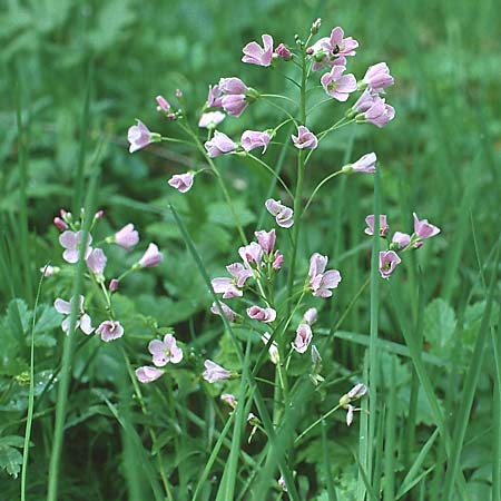 Cardamine pratensis agg. \ Wiesen-Schaumkraut / Cuckooflower, D Sulzburg 24.4.1994