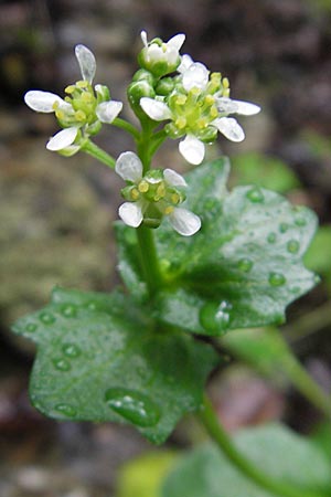 Cochlearia bavarica \ Bayerisches Lffelkraut / Bavarian Scurvy-Grass, D Memmingen 22.5.2009