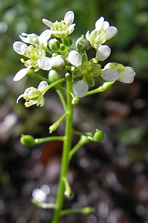 Cochlearia bavarica \ Bayerisches Lffelkraut / Bavarian Scurvy-Grass, D Memmingen 22.5.2009