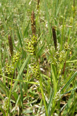 Carex hostiana \ Saum-Segge, Hosts Segge / Tawny Sedge, D Kempten 22.5.2009