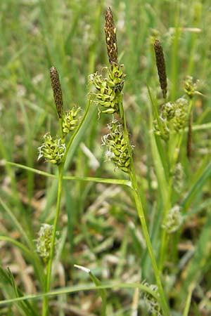 Carex hostiana \ Saum-Segge, Hosts Segge / Tawny Sedge, D Kempten 22.5.2009