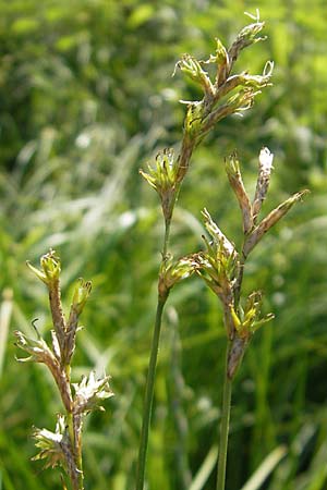 Carex brizoides \ Zittergras-Segge / Quaking Grass Sedge, D Günzburg 22.5.2009