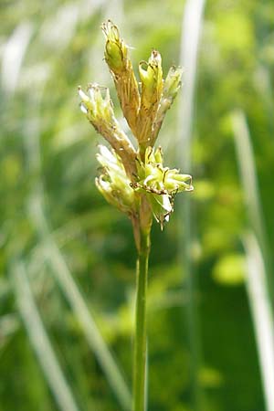 Carex brizoides \ Zittergras-Segge / Quaking Grass Sedge, D Günzburg 22.5.2009