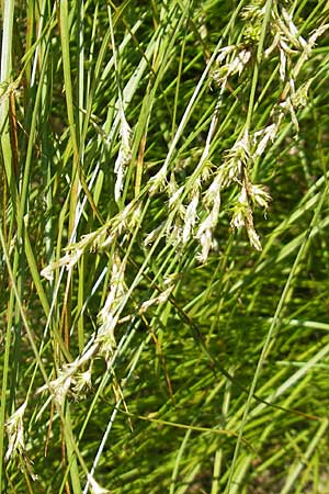 Carex brizoides \ Zittergras-Segge / Quaking Grass Sedge, D Günzburg 22.5.2009