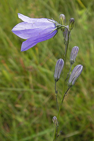 Campanula scheuchzeri \ Scheuchzers Glockenblume / Scheuchzer's Bellflower, D Taunus, Großer Feldberg 11.7.2009
