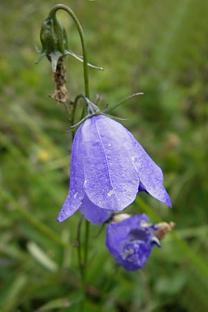 Campanula scheuchzeri \ Scheuchzers Glockenblume / Scheuchzer's Bellflower, D Taunus, Großer Feldberg 11.7.2009