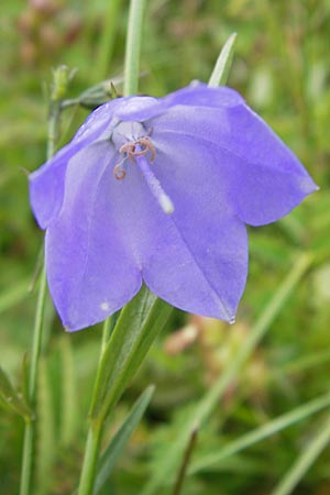 Campanula scheuchzeri \ Scheuchzers Glockenblume / Scheuchzer's Bellflower, D Taunus, Großer Feldberg 11.7.2009