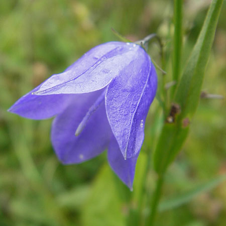 Campanula scheuchzeri \ Scheuchzers Glockenblume / Scheuchzer's Bellflower, D Taunus, Großer Feldberg 11.7.2009