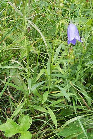 Campanula scheuchzeri \ Scheuchzers Glockenblume / Scheuchzer's Bellflower, D Taunus, Großer Feldberg 11.7.2009