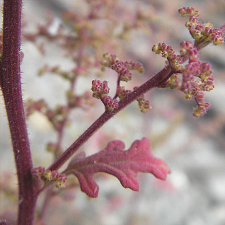 Dysphania botrys \ Klebriger Drsengnsefu / Sticky Goosefoot, Jerusalem Oak, D Mannheim 1.9.2009