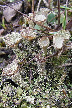 Cladonia spec6 ? \ Flechte / Lichen, D Feuchtwangen 9.10.2009