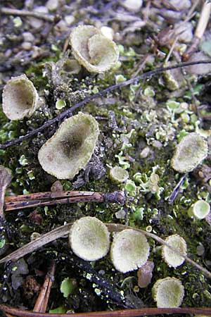 Cladonia spec6 ? \ Flechte / Lichen, D Feuchtwangen 9.10.2009