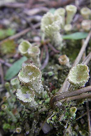 Cladonia spec6 ? \ Flechte / Lichen, D Feuchtwangen 9.10.2009