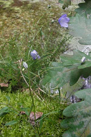 Campanula baumgartenii \ Lanzettblttrige Glockenblume / Lanceolate-Leafed Bellflower, D Annweiler 11.8.2011
