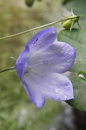 Campanula baumgartenii \ Lanzettblttrige Glockenblume / Lanceolate-Leafed Bellflower, D Annweiler 11.8.2011