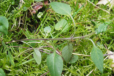 Campanula baumgartenii \ Lanzettblttrige Glockenblume / Lanceolate-Leafed Bellflower, D Annweiler 11.8.2011
