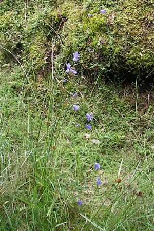 Campanula baumgartenii \ Lanzettblttrige Glockenblume / Lanceolate-Leafed Bellflower, D Annweiler 11.8.2011