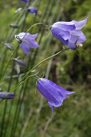 Campanula baumgartenii \ Lanzettblttrige Glockenblume / Lanceolate-Leafed Bellflower, D Annweiler 11.8.2011