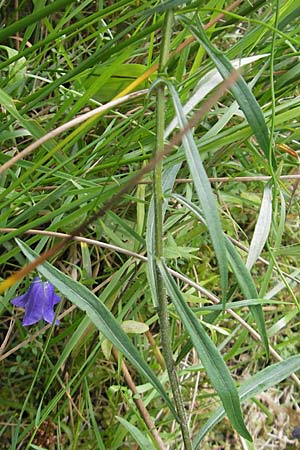 Campanula baumgartenii \ Lanzettblttrige Glockenblume / Lanceolate-Leafed Bellflower, D Annweiler 11.8.2011