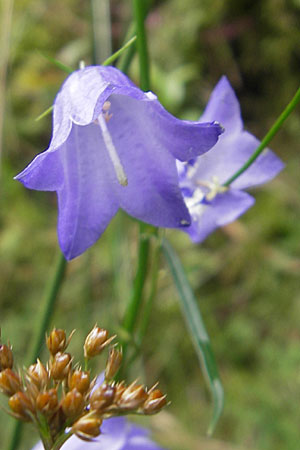 Campanula baumgartenii \ Lanzettblttrige Glockenblume / Lanceolate-Leafed Bellflower, D Annweiler 11.8.2011