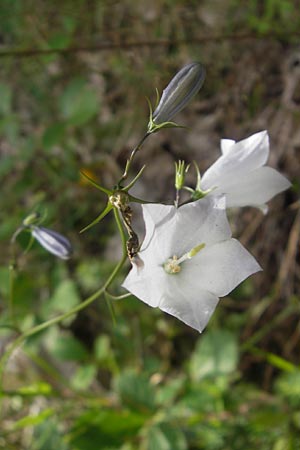 Campanula baumgartenii \ Lanzettblttrige Glockenblume / Lanceolate-Leafed Bellflower, D Annweiler 11.8.2011