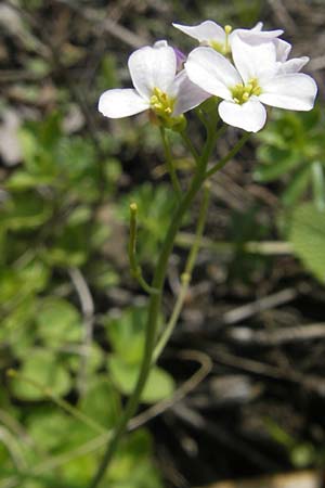 Arabidopsis arenosa subsp. borbasii \ Barbas' Sand-Schaumkresse / Borbas' Sand Rock-Cress, D Stolberg 30.4.2012
