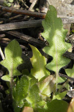 Arabidopsis arenosa subsp. borbasii \ Barbas' Sand-Schaumkresse / Borbas' Sand Rock-Cress, D Stolberg 30.4.2012