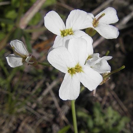 Arabidopsis arenosa subsp. borbasii \ Barbas' Sand-Schaumkresse / Borbas' Sand Rock-Cress, D Stolberg 30.4.2012