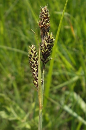 Carex hartmaniorum \ Hartmans Segge / Hartman's , D Pfalz, Speyer 29.5.2012