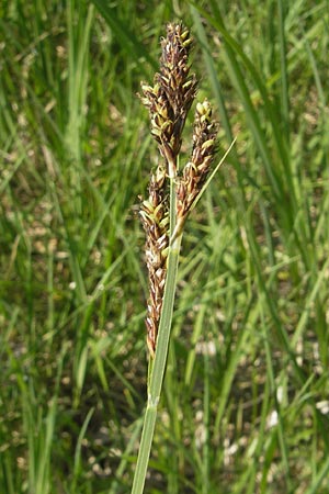 Carex hartmaniorum \ Hartmans Segge / Hartman's , D Pfalz, Speyer 29.5.2012
