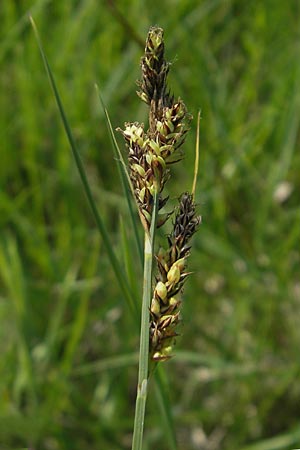 Carex hartmaniorum \ Hartmans Segge / Hartman's , D Pfalz, Speyer 29.5.2012