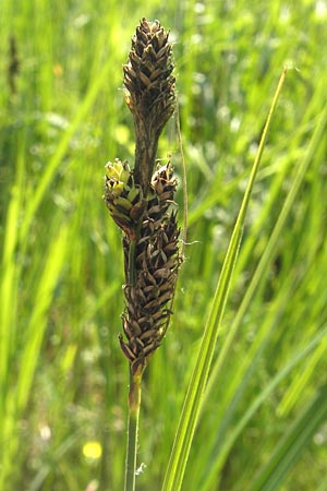 Carex hartmaniorum \ Hartmans Segge / Hartman's , D Pfalz, Speyer 29.5.2012
