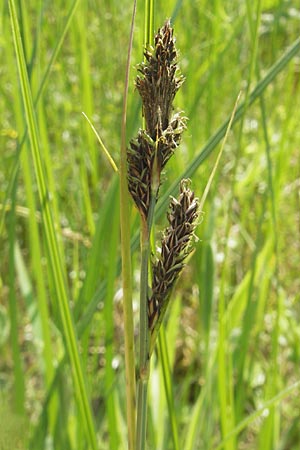Carex hartmaniorum \ Hartmans Segge / Hartman's , D Pfalz, Speyer 29.5.2012