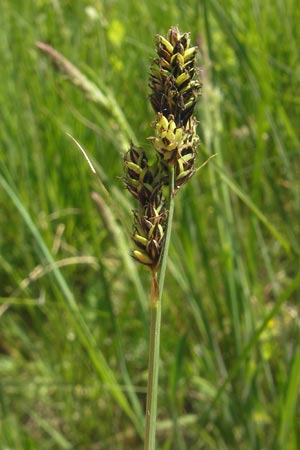 Carex hartmaniorum \ Hartmans Segge / Hartman's , D Pfalz, Speyer 29.5.2012