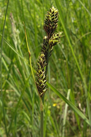 Carex hartmaniorum \ Hartmans Segge / Hartman's , D Pfalz, Speyer 29.5.2012
