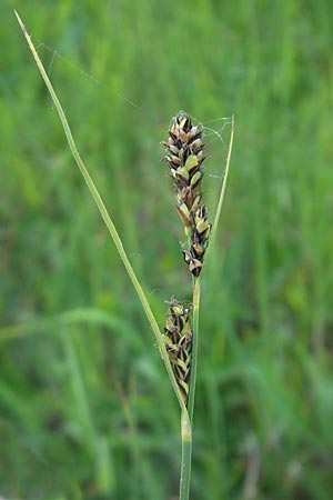 Carex hartmaniorum \ Hartmans Segge / Hartman's , D Pfalz, Speyer 29.5.2012