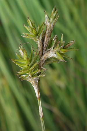 Carex brizoides \ Zittergras-Segge / Quaking Grass Sedge, D Soonwald 19.6.2012