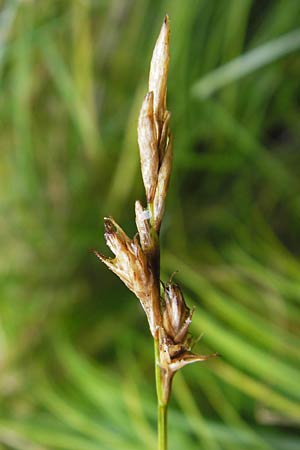 Carex brizoides \ Zittergras-Segge / Quaking Grass Sedge, D Eberbach 17.7.2012