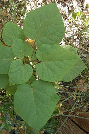 Catalpa bignonioides \ Gewhnlicher Trompetenbaum, Beamtenbaum / Common Catalpa, Indian Bean Tree, D Mannheim 16.9.2012