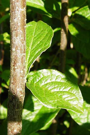 Cotoneaster bullatus \ Runzelige Zwergmispel / Hollyberry Cotoneaster, D Ottrau 31.5.2014