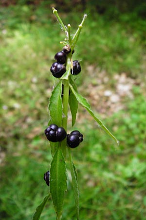 Cardamine bulbifera \ Knllchen-Zahnwurz, Zwiebel-Zahnwurz / Coral-Root Bitter-Cress, D Odenwald, Fischbachtal-Steinau 25.6.2014