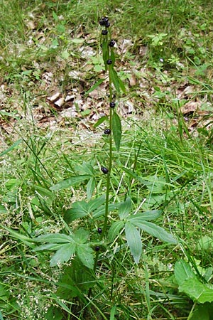 Cardamine bulbifera \ Knllchen-Zahnwurz, Zwiebel-Zahnwurz / Coral-Root Bitter-Cress, D Odenwald, Fischbachtal-Steinau 25.6.2014