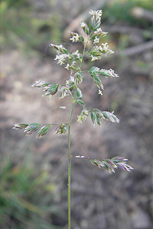 Poa bulbosa \ Knolliges Rispengras / Bulbous Meadow Grass, D Sandhausen 2.5.2009