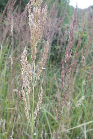Calamagrostis epigejos \ Land-Reitgras / Wood Small Reed, D Ober-Roden 20.7.2009