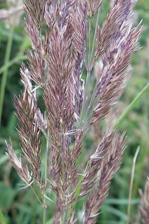 Calamagrostis epigejos \ Land-Reitgras / Wood Small Reed, D Ober-Roden 20.7.2009