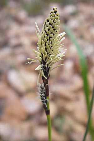 Carex ericetorum \ Heide-Segge / Heath Sedge, D Darmstadt 13.4.2010
