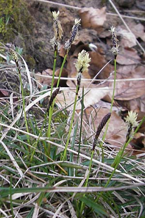 Carex ericetorum \ Heide-Segge / Heath Sedge, D Darmstadt 13.4.2010