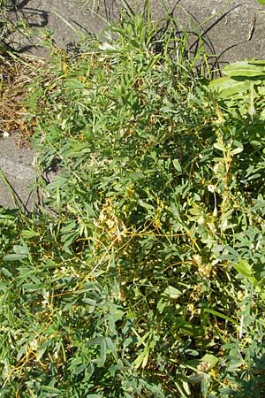 Cuscuta campestris \ Amerikanische Seide / Yellow Dodder, D Mannheim 3.10.2010