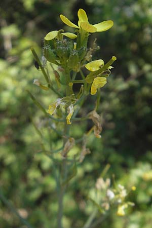 Coincya monensis subsp. cheiranthos \ Lacksenf / Wallflower Cabbage, D Idar-Oberstein 3.6.2011