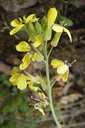 Coincya monensis subsp. cheiranthos \ Lacksenf / Wallflower Cabbage, D Idar-Oberstein 25.6.2011